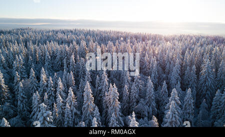 Foresta di inverno Foto Stock