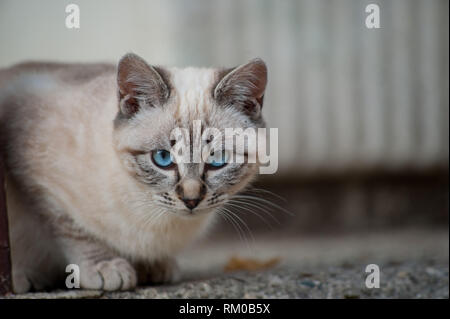 Aspetto di gara dei gattini da svezzare Foto Stock