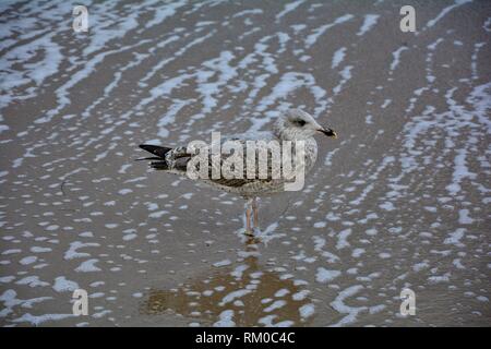 Seagull sorge sulla spiaggia di sabbia in acqua Foto Stock