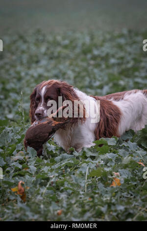 Tradizionale gioco inglese riprese in autunno campagna con la pistola cani. Foto Stock