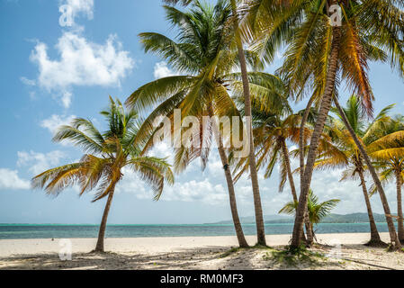 Spiaggia e palme di cocco a Pigeon Point Heritage Park sull'isola di Tobago Trinidad e Tobago. Foto Stock