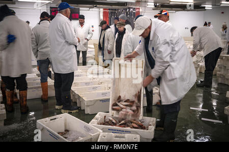 Mercanti di pesce pesce fresco a Brixham commercio all'ingrosso mercato del pesce. Foto Stock