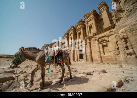 Un beduino mulo passa davanti le imponenti rovine del monastero di Petra in Giordania. Foto Stock