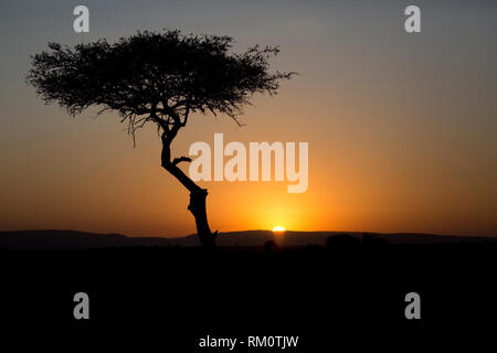 Unico albero di Acacia stagliano sunset, il Masai Mara, Kenya Foto Stock