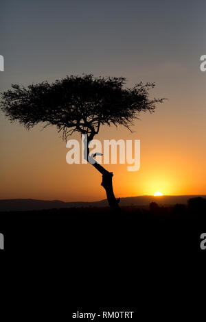 Unico albero di Acacia stagliano sunset, il Masai Mara, Kenya Foto Stock