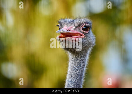 Primo piano della testa di struzzo (Struthio camelus) Foto Stock