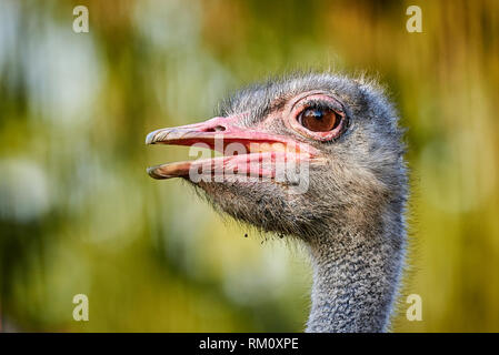 Primo piano della testa di struzzo (Struthio camelus) Foto Stock