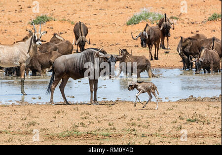 Raccolta di animali a un occupato Watering Hole nel sud della savana africana Foto Stock