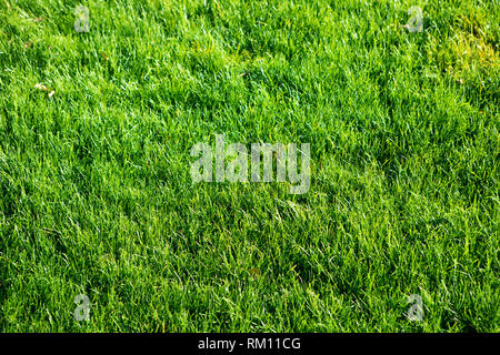 Verde prato o prato utile come sfondo di erba Foto Stock