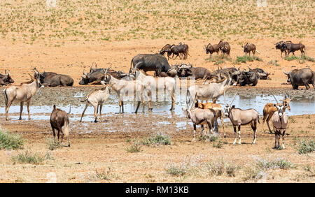 Raccolta di animali a un occupato Watering Hole nel sud della savana africana Foto Stock