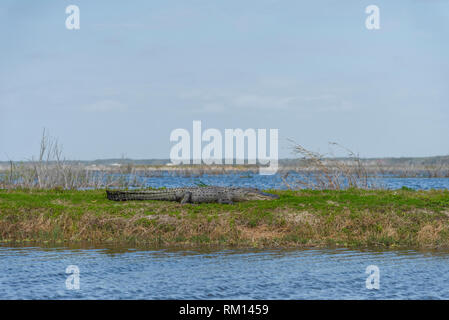 Il coccodrillo americano ensoleillement stessa lungo il Apopka Loop Trail in Orange County, Florida USA Foto Stock