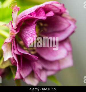 Una macro shot di una doppia veratro ellen bloom. Foto Stock