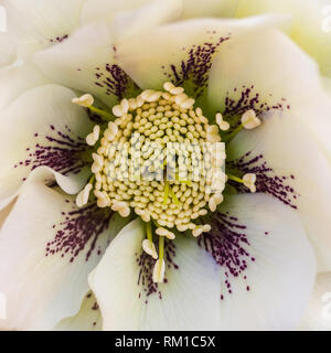 Una macro shot del centro di una doppia veratro ellen bloom. Foto Stock