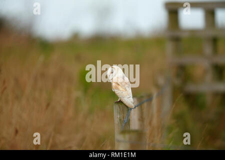 Barbagianni [Tytus albo] - Cley, Norfolk, Regno Unito Foto Stock