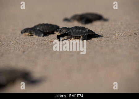 Baby tartarughe di mare sul modo per l'oceano in Baja Messico Foto Stock