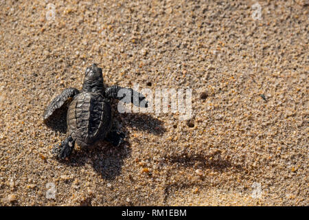 Baby tartarughe di mare sul modo per l'oceano in Baja Messico Foto Stock
