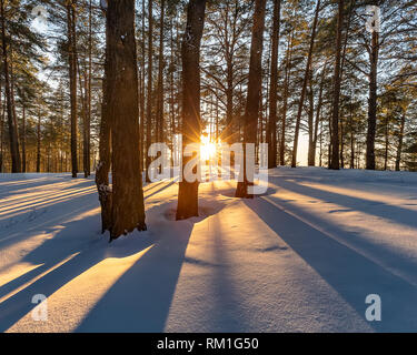 Tramonto nel bosco invernale. Vista frontale del sole Piercing attraverso gli alberi e la diffusione di splendidi raggi dorati sul bianco della neve. La Siberia, Russia. Foto Stock