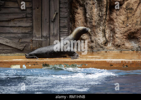 Guarnizione di tenuta in cattività, animale marino dettaglio Foto Stock