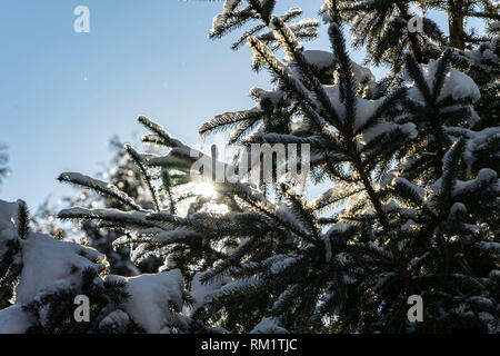 Sun nei pini Foto Stock