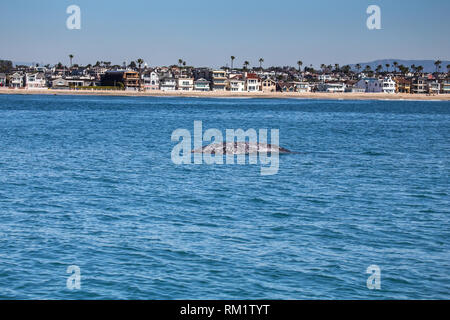 Una giovane balena grigia superfici al largo di Newport Beach in California durante una crociera avvistamento balene Foto Stock