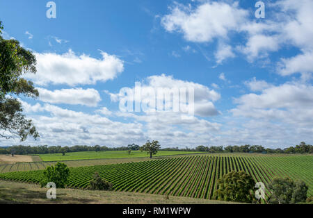 Vigneti casuale vicino Echunga, Sud Australia mostra off è vasto filari di vigne. Foto Stock