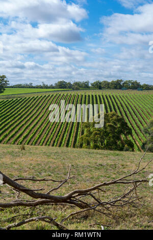 Vigneti casuale vicino Echunga, Sud Australia mostra off è vasto filari di vigne. Foto Stock