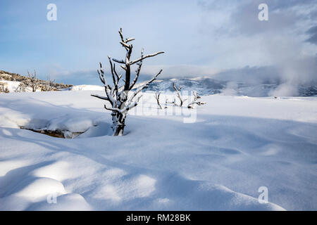 WY03637-00...WYOMING - coperta di neve terrazzi superiori di Mammoth Hot Springs nel Parco Nazionale di Yellowstone. Foto Stock