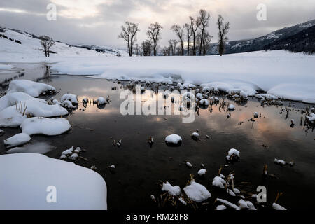 WY03653-00...WYOMING - pioppi neri americani alberi lungo il fiume Lamar nel Parco Nazionale di Yellowstone. Foto Stock