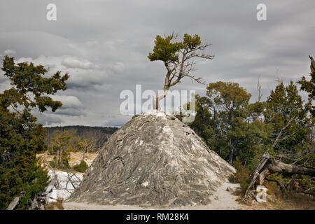 WY03488-00...WYOMING - un secco tumulo di travertino con un albero coraggiosamente crescono fuori la cima a Mammoth Hot Springs nel Parco Nazionale di Yellowstone. Foto Stock