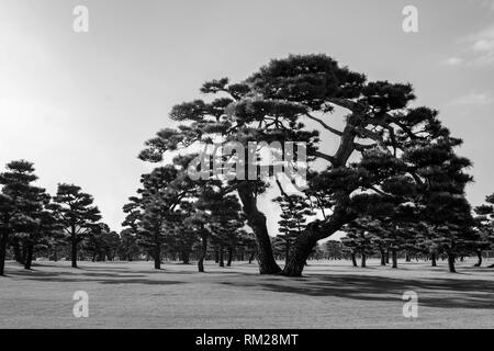 Giapponese di pino nero sul prato erboso del Palazzo Imperiale, Tokyo, Giappone - Scala di grigi, filtro leggero Foto Stock