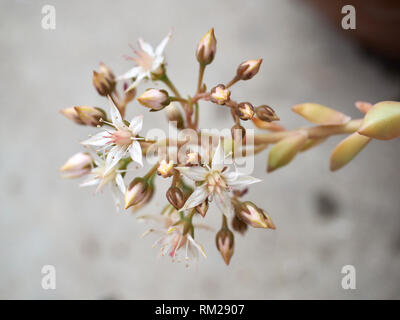 Carino poco bianco fiori succulente Foto Stock