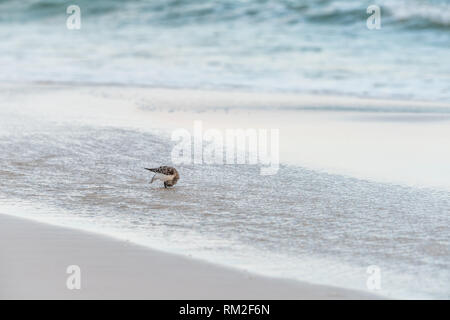 Uno Sanderling trampolieri in cerca di cibo shorebird in Santa Rosa Beach, Florida con ocean golfo del Messico onde di sabbia a terra Foto Stock