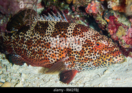 Brown-Marbled cernia Epinephelus fuscoguttatus, Parete Dewara sito di immersione, Dewara isola, nei pressi di Tanimbar, isole dimenticate, Banda Mare, Indonesia, Indiana Foto Stock