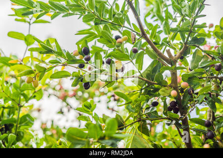 Close-up di tre miracolo bacche da un Synsepalum dulcificum impianto, noto per la sua bacca che, quando viene mangiato, provoca sour alimenti per il gusto dolce Foto Stock