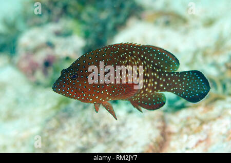 Blu-macchiato il raggruppatore, Cephalopholis cyanostigma,Melissa Giardino del sito di immersione, Keruo isola vicino Penemu Isola, Raja Ampat (4 Re), Papua Occidentale, Indone Foto Stock