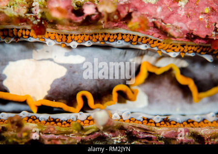 Variabile ostrica spinosa, Spondylus varians, Anti-mare chovie Mount sito di immersione, Farondi Isola, Misool Raja Ampat (4 Re), Papua occidentale, in Indonesia, India Foto Stock