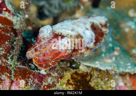 Broadclub Le Seppie Sepia latimanus, capretti, Crystal Lagoon sito di immersione, Candidasa, Bali, Indonesia, Oceano Indiano Foto Stock