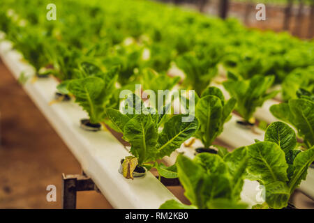Idroponico insalata di verdure farm. Il Hydroponics metodo di coltivazione di piante di insalata di verdure agriturismo, in acqua, senza suolo. Idroponico lattughe in Foto Stock