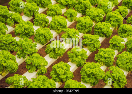 Idroponico insalata di verdure farm. Il Hydroponics metodo di coltivazione di piante di insalata di verdure agriturismo, in acqua, senza suolo. Idroponico lattughe in Foto Stock