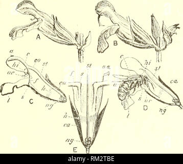 . Relazione annuale del consiglio di amministrazione di Regents dello Smithsonian Institution. Smithsonian Institution; Smithsonian Institution. Archivi; scoperte nel campo della scienza. Api e fiori. UI per raggiungere il nettare (a tu/. tig. 1) l'ape (D) colpisce ^vith la sua testa il breve braccio sterile ((/(?) ^Yhi(•ll agisce come una sorta di h^ver a portare verso il basso il braccio lungo con la sua ];x&GT;lkMi sac (a) per coprire il suo ritorno con la fertile dnst. In tal modo il carico l&GT;nsy operaio vola verso un altro fiore e. Fig. 1.-fiore di Salvia ojHicuuilis. (Frniii Cheshire: Bi'fs iido Bcc-kfcjiing.) A. giovane fiore, mostrando un polline atrofizzati sac Foto Stock