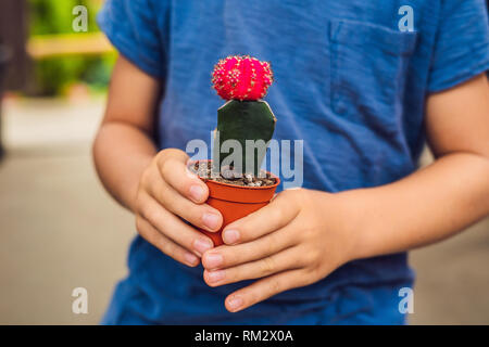 Cactus nelle mani del ragazzo. Little Boy abbraccia il suo houseplant cactus Foto Stock