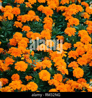 Un gran numero di belle fiorì giallo Le calendule in un open air aiuola. Vista superiore Foto Stock