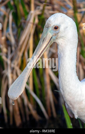 Close-up di capretti Roseate Spatola (Platalea ajaja) al Green Cay zone umide, Boynton Beach, Florida USA Foto Stock