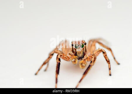 Vista frontale dei maschi di jumping spider, Plexippus petersi, Satara, Maharashtra, India Foto Stock