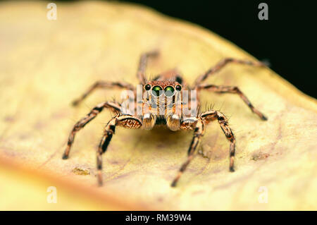 Voce maschile Jumping Spider - Plexippus petersi, aspetto anteriore, seduti su una foglia, Satara, Maharashtra, India Foto Stock