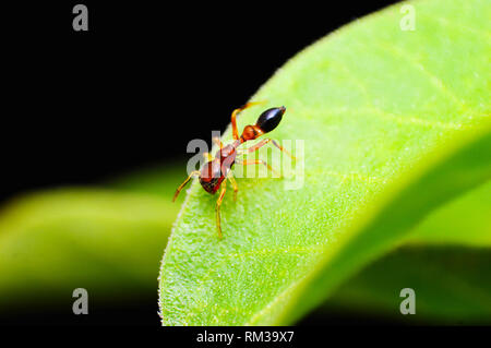 Ant mimic spider, Myrmarachne sp, Satara district, Maharashtra, India Foto Stock