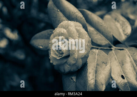 Un gruppo filtro del tono di una gocciolina coperte di camellia comune. Foto Stock