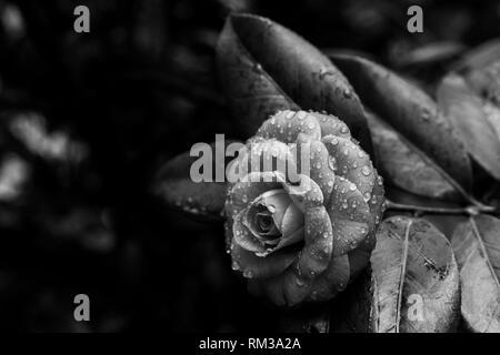 Un nero con contrasto elevato e che cosa di comune Camelia in un giorno di pioggia. Foto Stock