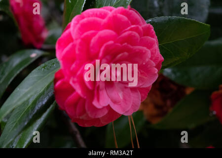 Un vibrante rosa camillia comune, o rosa dell'inverno, che fiorisce in febbraio in Raleigh, North Carolina. Foto Stock