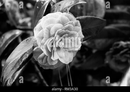 Un dolce nero e cos di un comune Camelia in un giorno di pioggia. Foto Stock